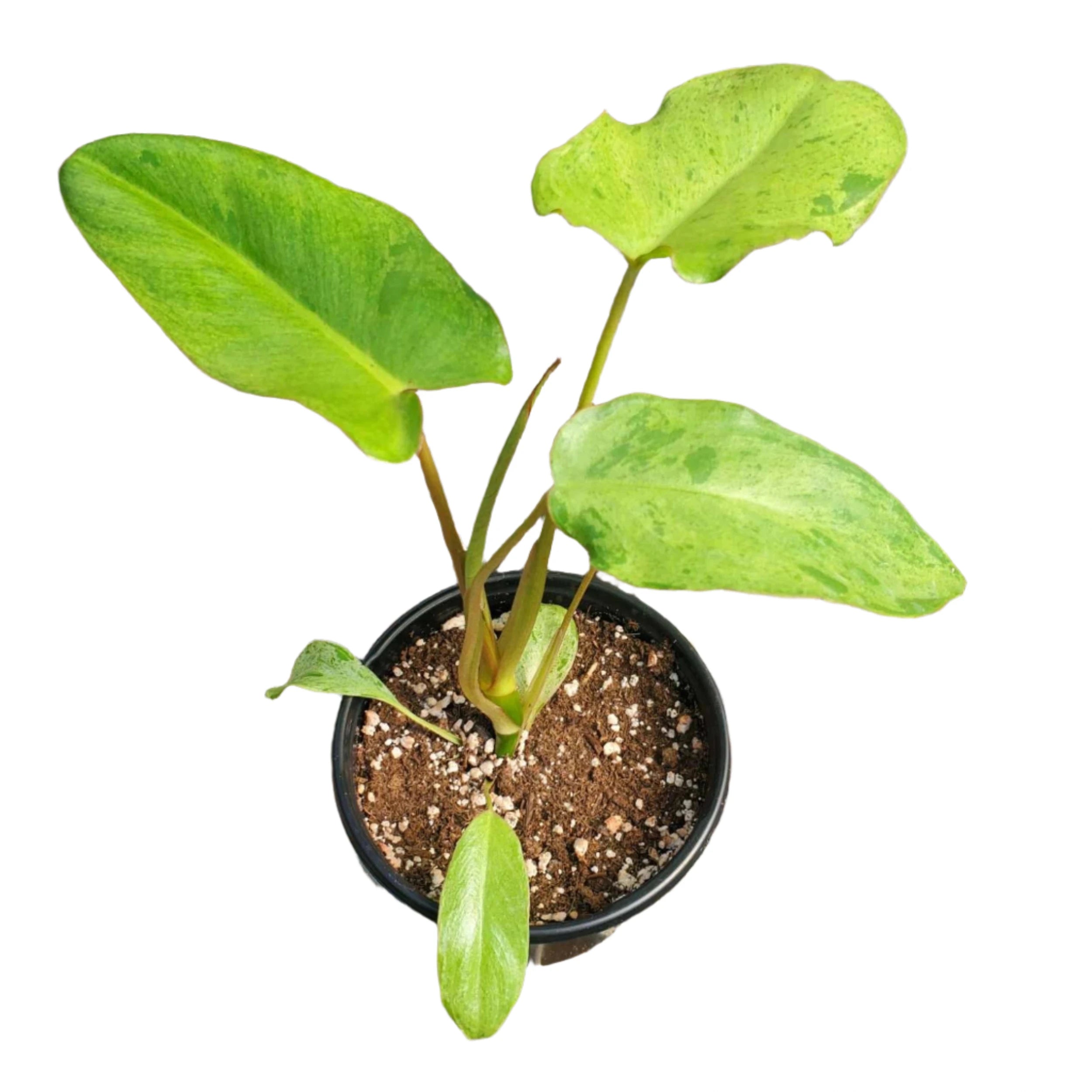 paraiso philodendron PHILODENDRON PARAISO VERDE 4" POT – Spacecraft Vapor