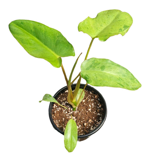 PHILODENDRON PARAISO VERDE 4" POT