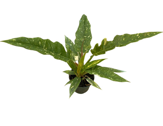 PHILODENDRON RING OF FIRE 4" POT