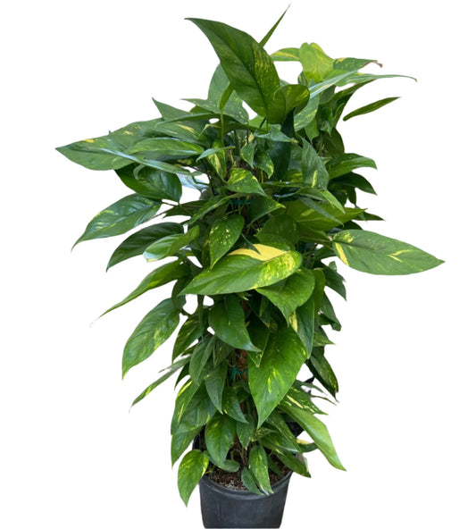 EPIPREMNUM PINNATUM 36" TOTEM 10" POT