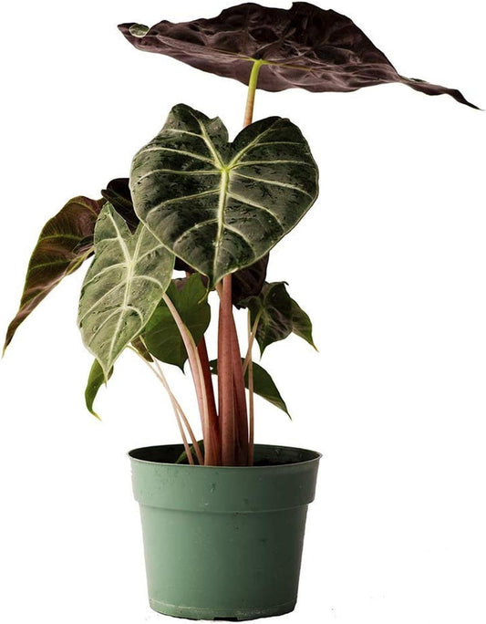 ALOCASIA MOROCCO 4" POT