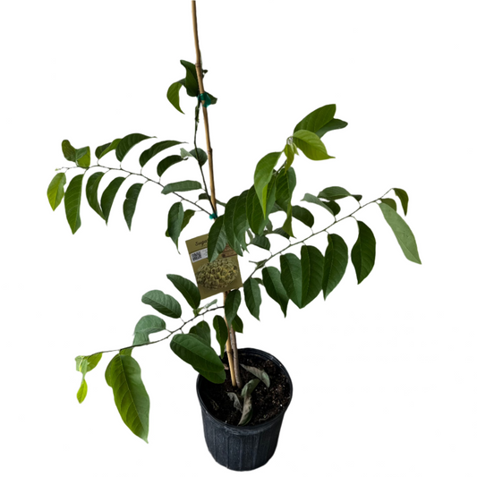 FRUIT-SUGAR APPLE (ANNONA SQUAMOSA) 10" POT