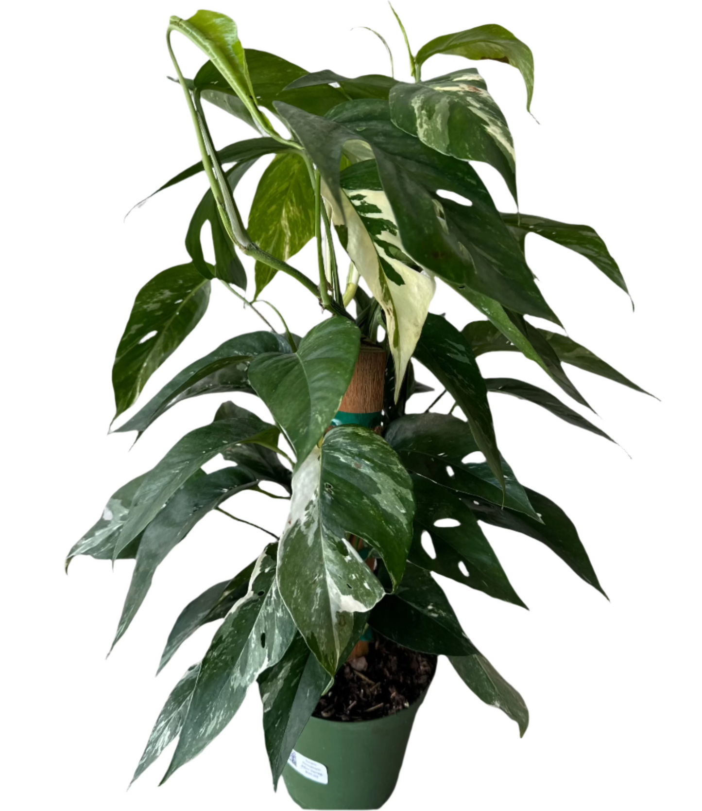 TOTEM EPIPREMNUM PINNATUM VARIEGATED 6" POT