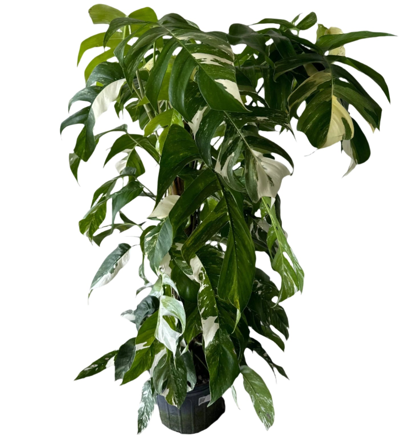 ALOCASIA 36" TOTEM PINNATUM ALBO 10" POT