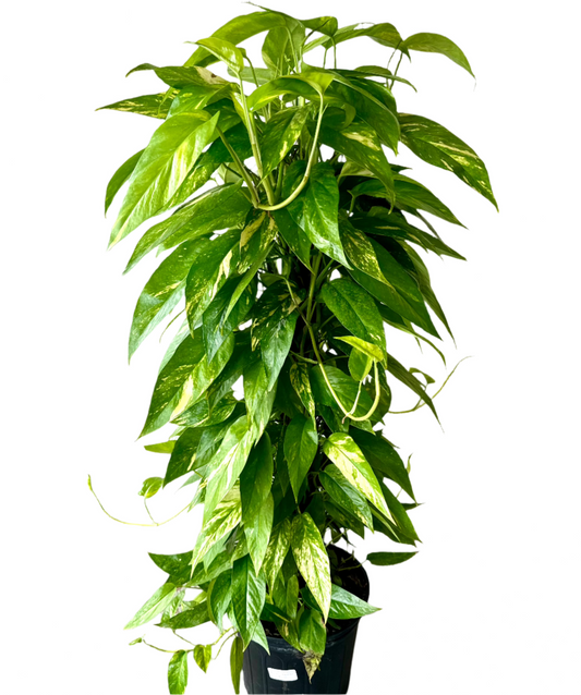 EPIPREMNUM PINNATUM NEON 36" TOTEM 10" POT