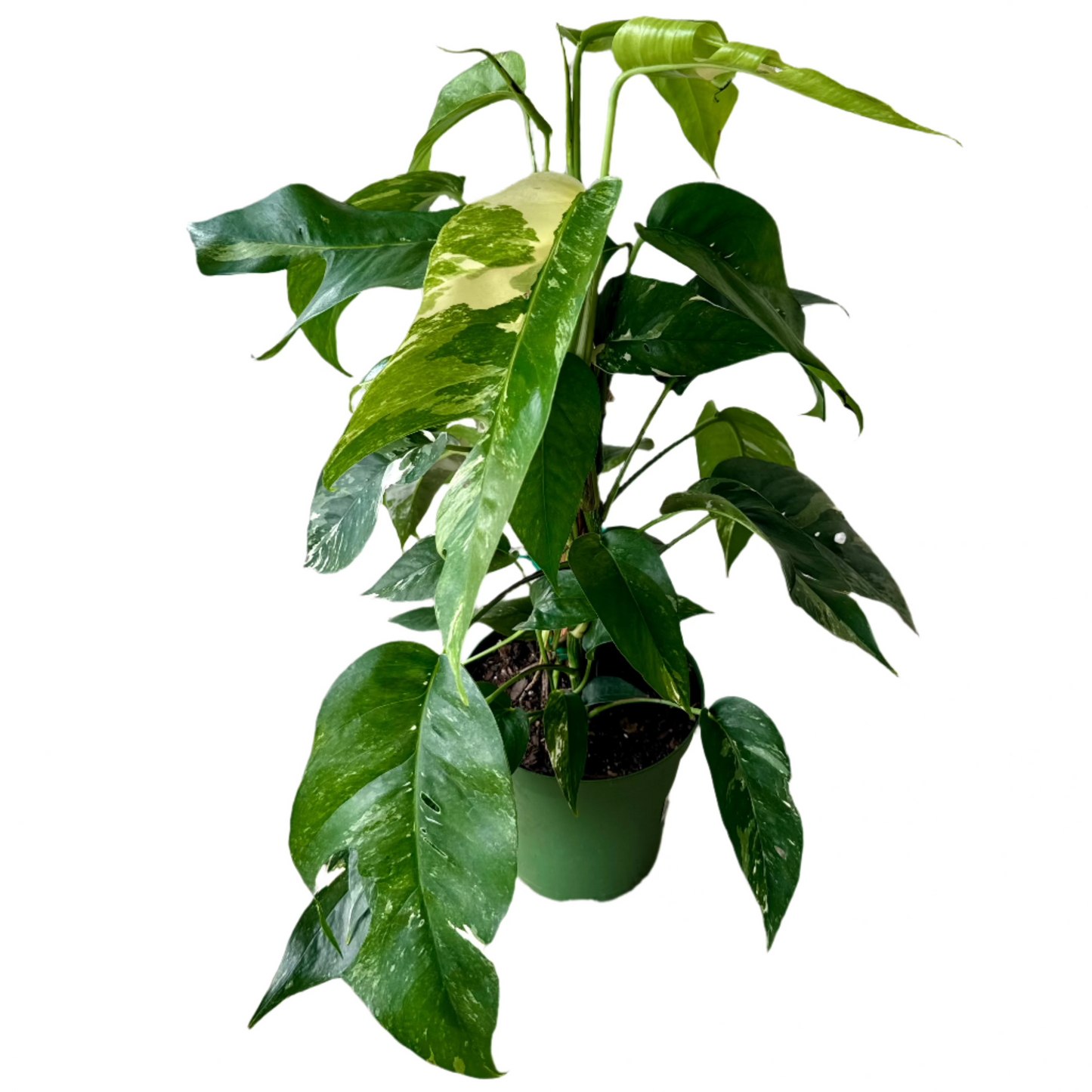 ALOCASIA TOTEM PINNATUM ALBO 6" POT