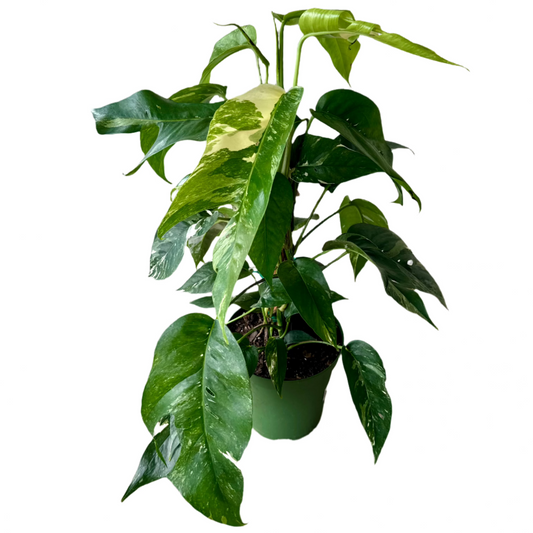 ALOCASIA TOTEM PINNATUM ALBO 6" POT