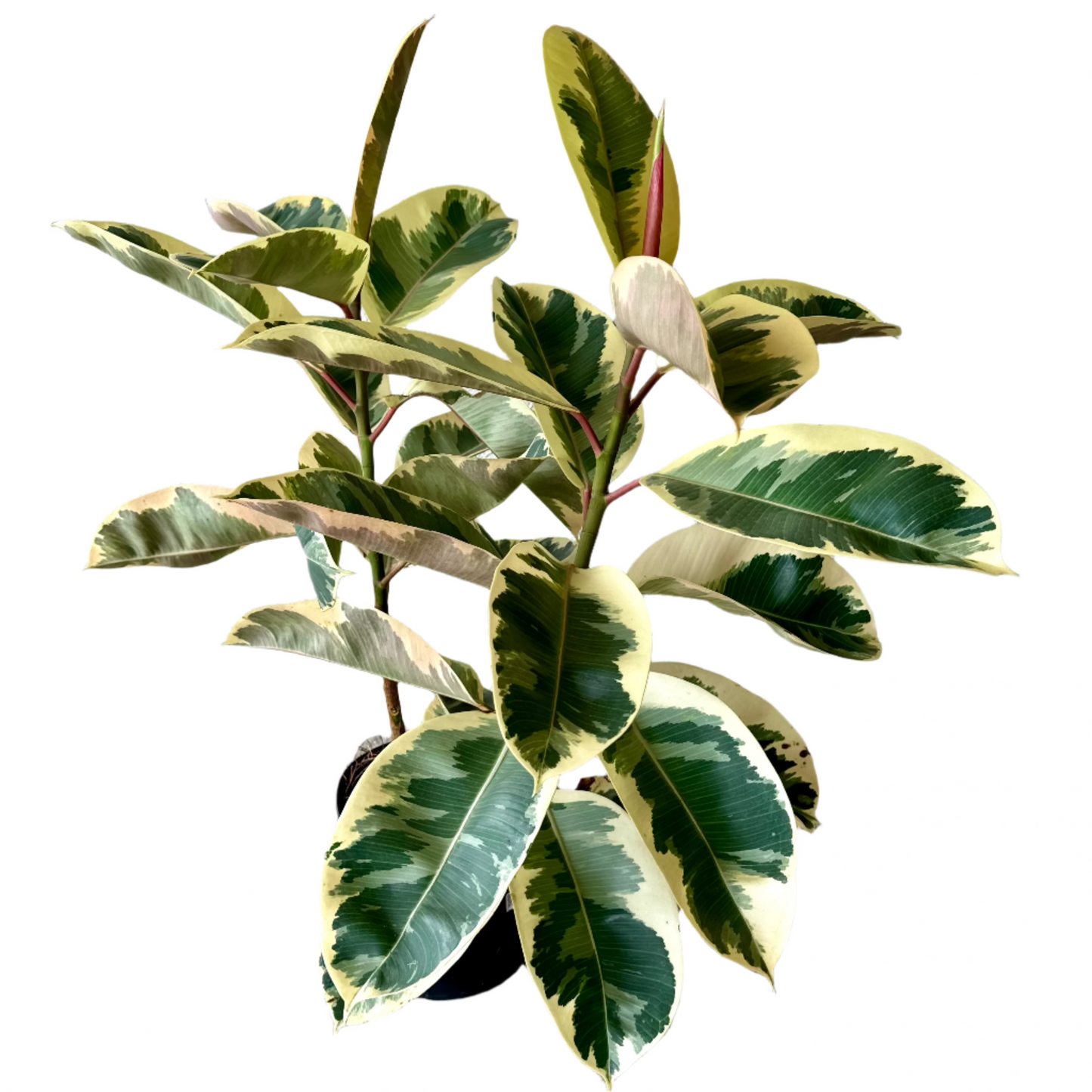 FICUS TINEKE 10" POT