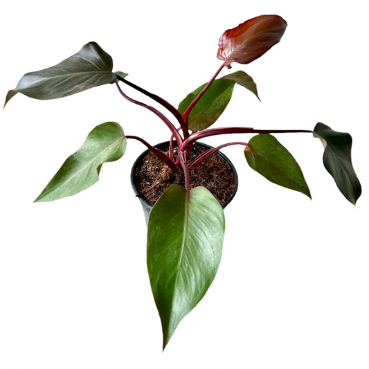 PHILODENDRON BURGUNDY PINK PRINCESS 6" POT
