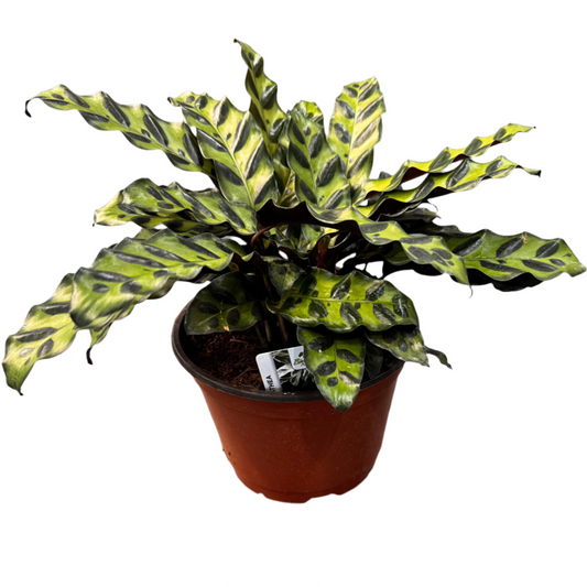 CALATHEA LANCIFOLIA 4" POT