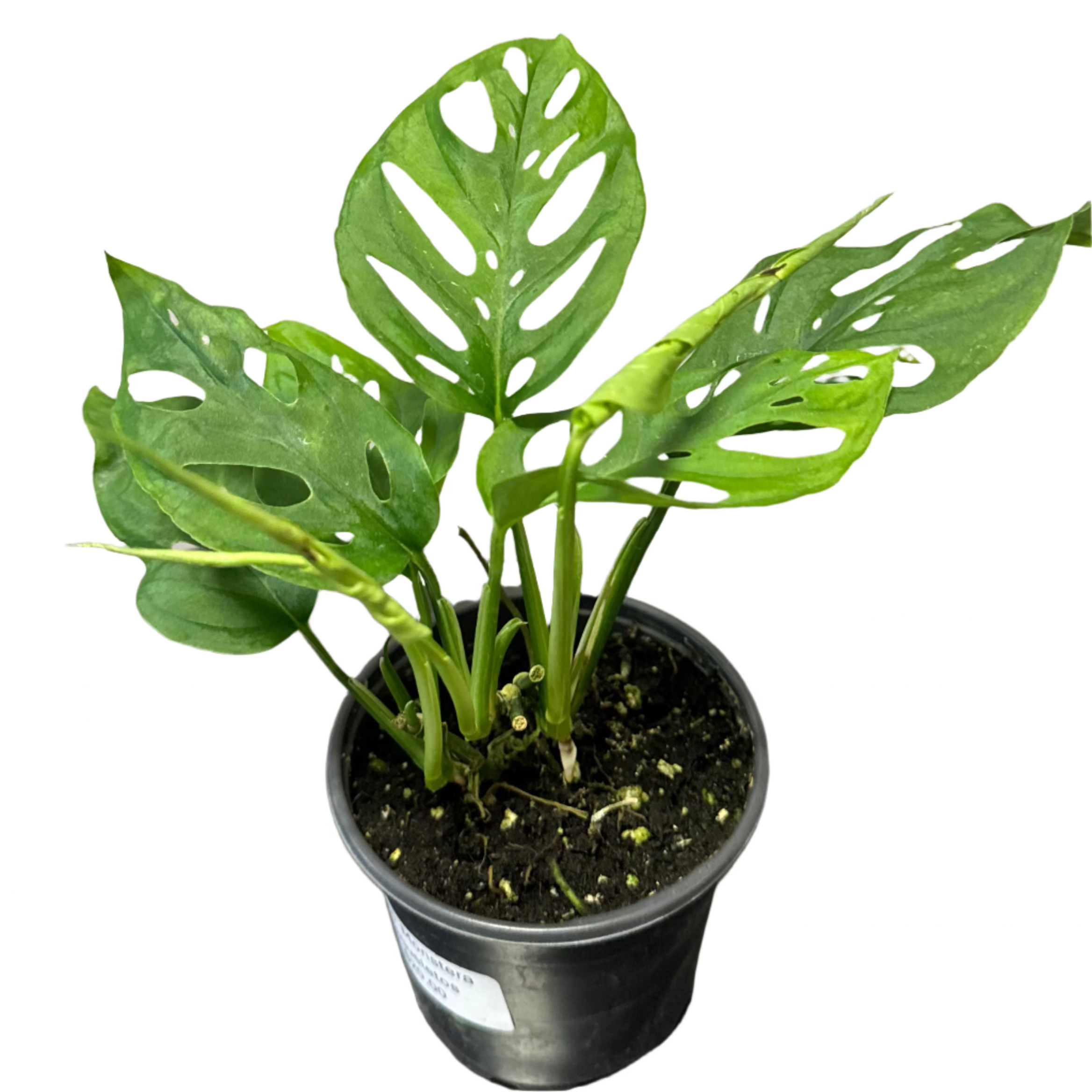 philodendron esqueleto PHILODENDRON MONSTERA ESQUELETOS 4" POT – Spacecraft Vapor