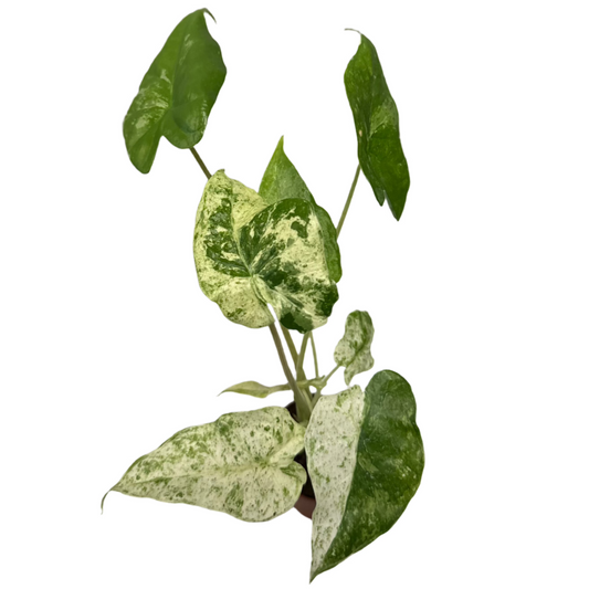 ALOCASIA MACRORRHIZO VARIEGATED 2" POT