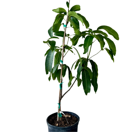 FRUIT MANGO 10” POT