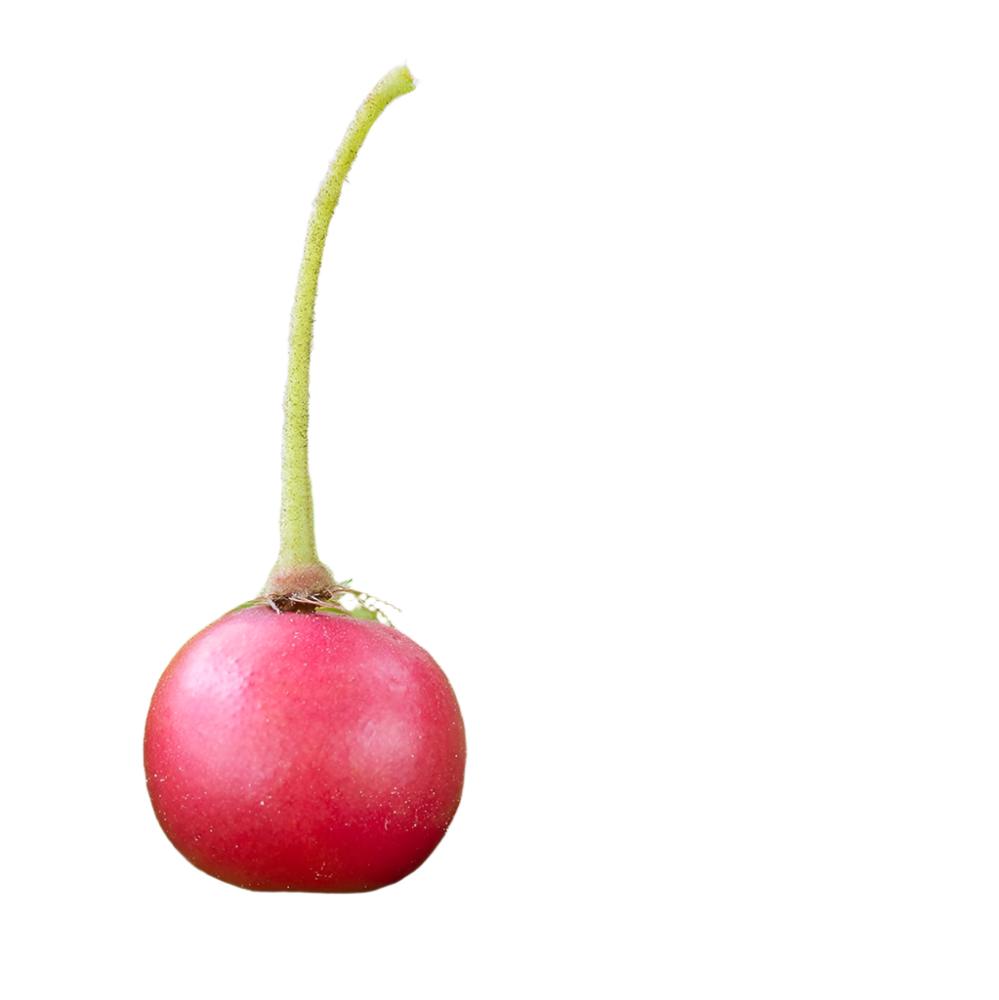 FRUIT-STRAWBERRY TREE (MUNTINGIA CALABURA) 10" POT