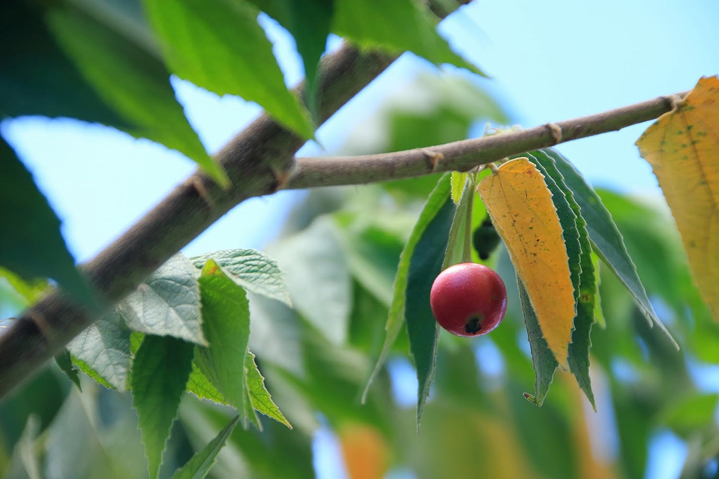 FRUIT-STRAWBERRY TREE (MUNTINGIA CALABURA) 10" POT