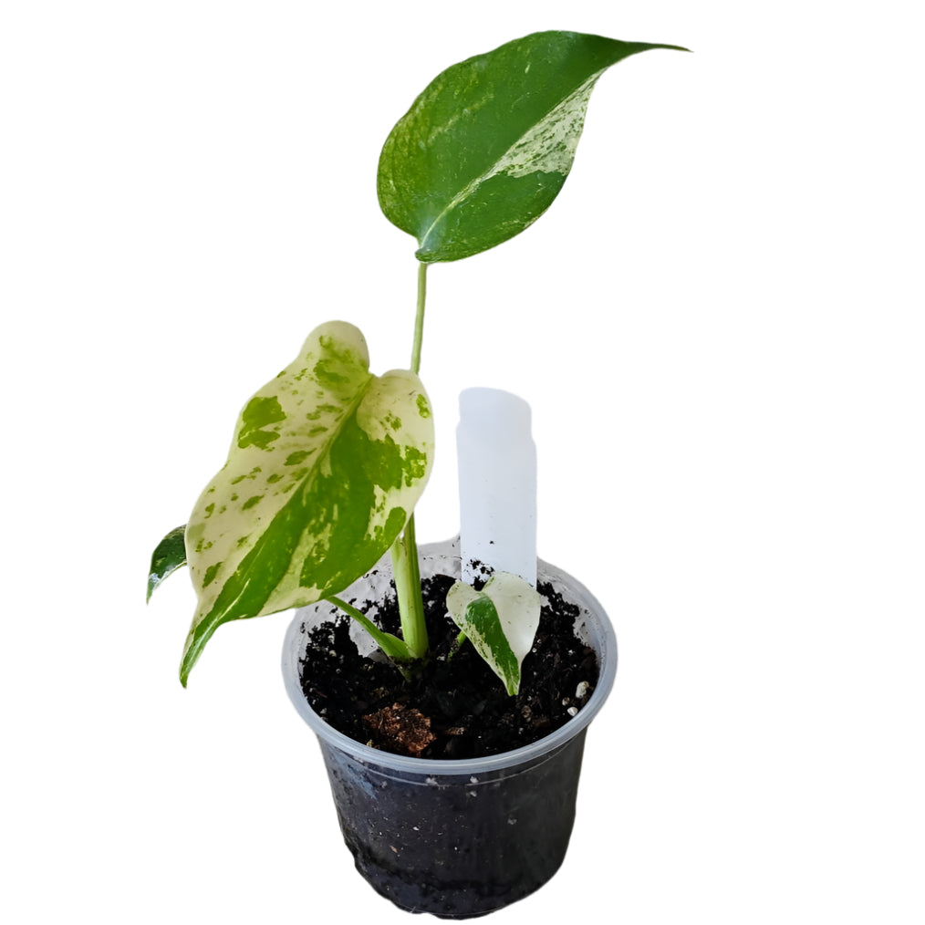 philodendron monstera pot PHILODENDRON MONSTERA "WHITE MONSTER" 2" POT – Spacecraft Vapor