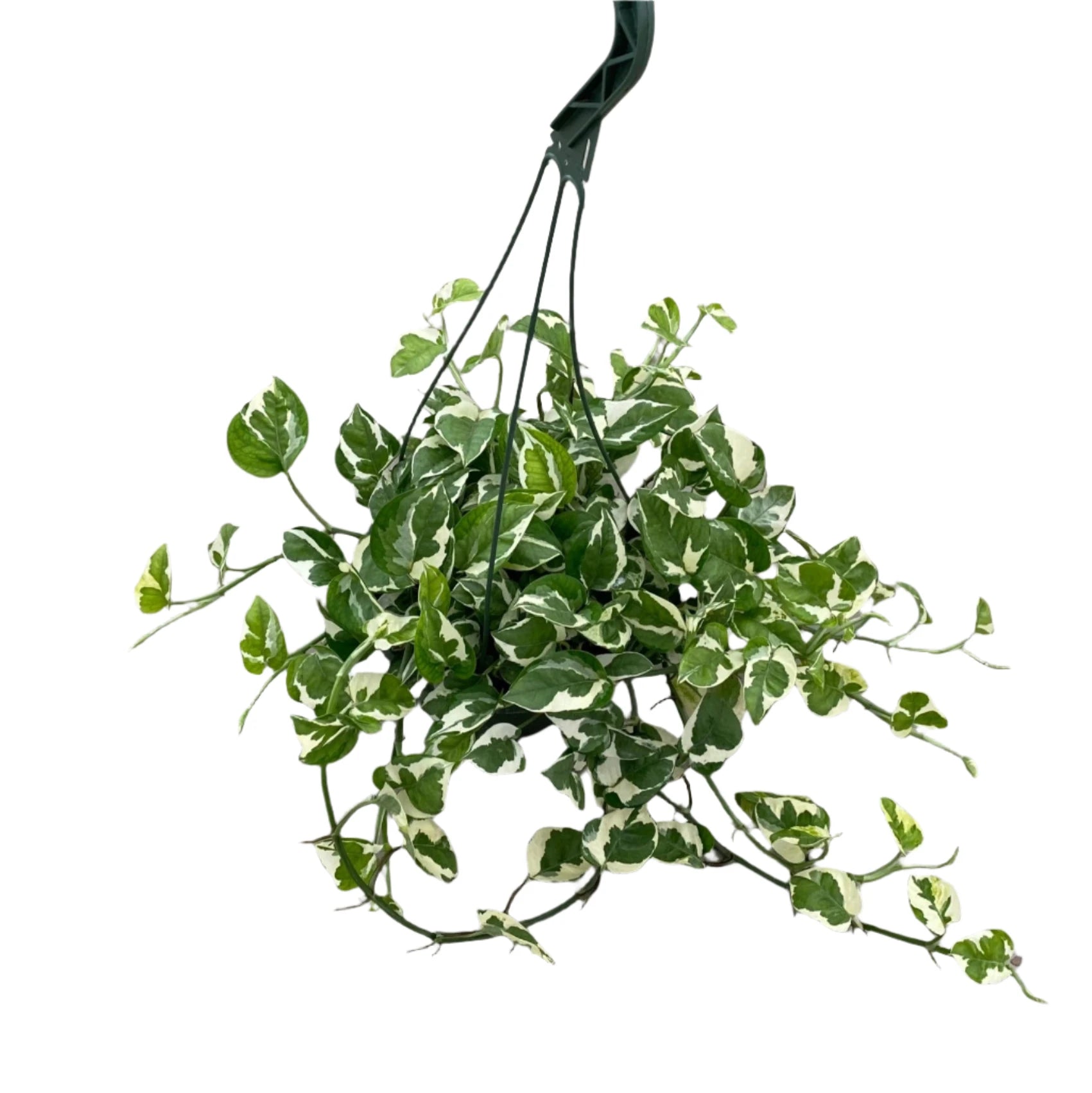 hanging basket for pothos 'Pearls & Jade' Pothos 8" Hanging Basket