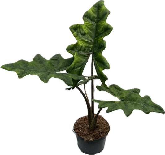 ALOCASIA-JACKLYN 6" POT
