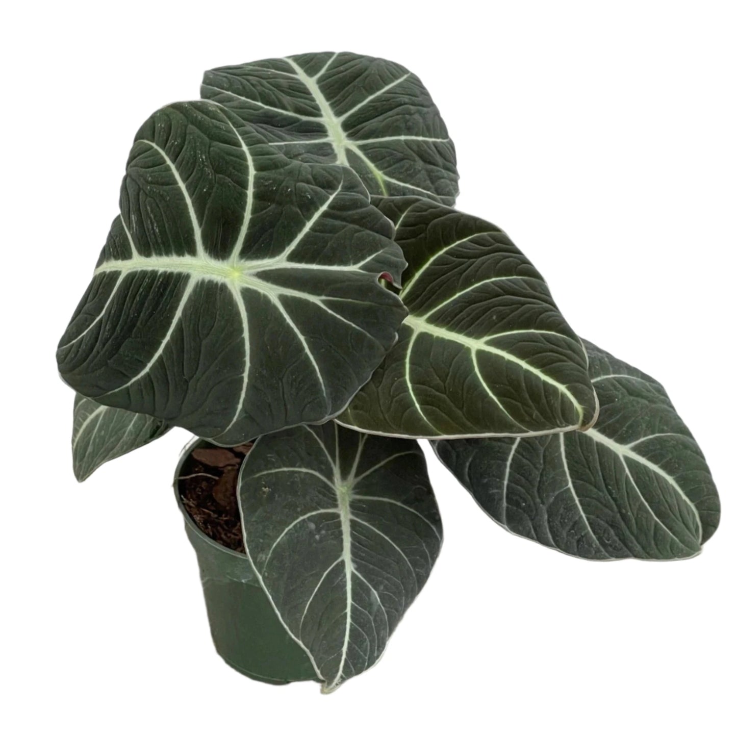 ALOCASIA BLACK VELVET 4" POT