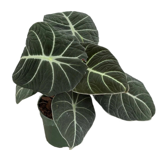 ALOCASIA BLACK VELVET 4" POT