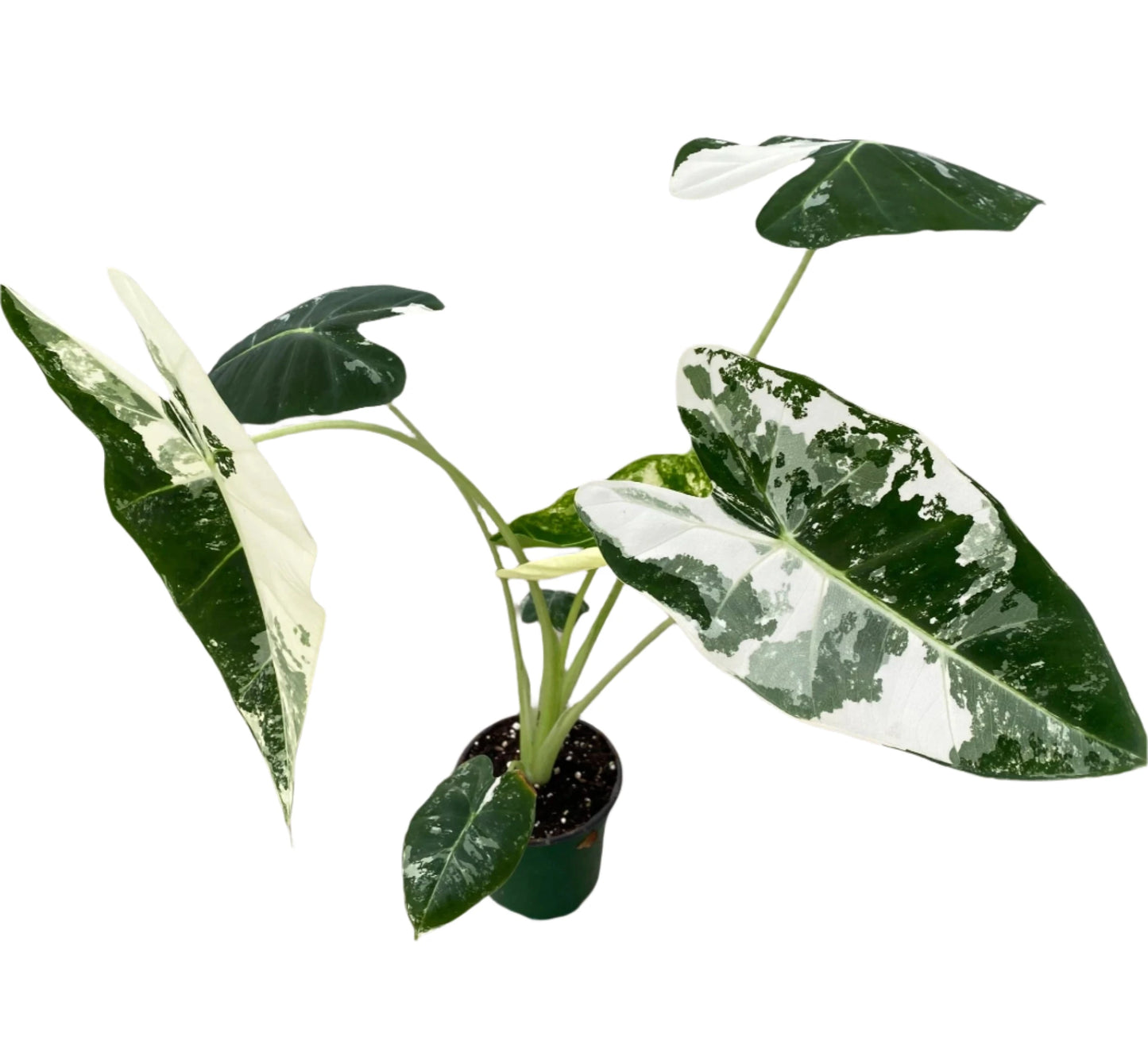 ALOCASIA FRYDEK VARIEGATED 4" POT