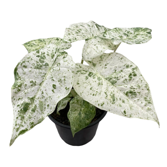 ALOCASIA MACRORRHIZO VARIEGATED 4" POT