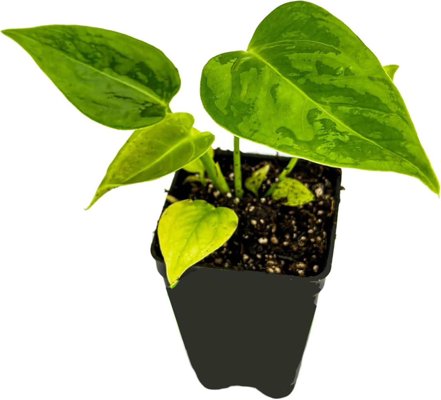ANTHURIUM VEITCHII KING 6" POT