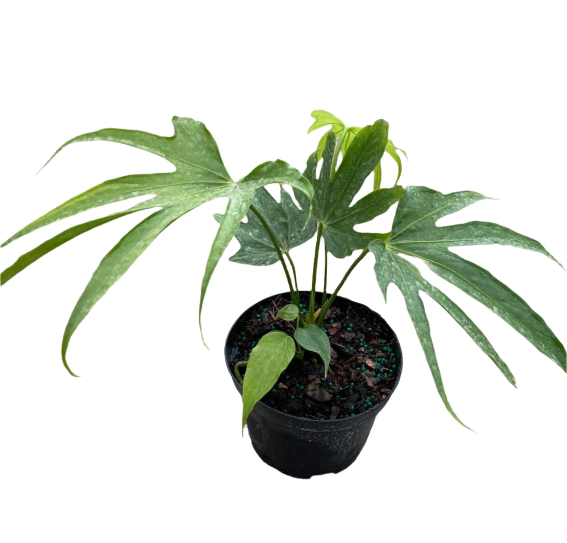 anthurium pedatoradiatum indoors Anthurium pedato-radiatum 'Fingers' 6in
