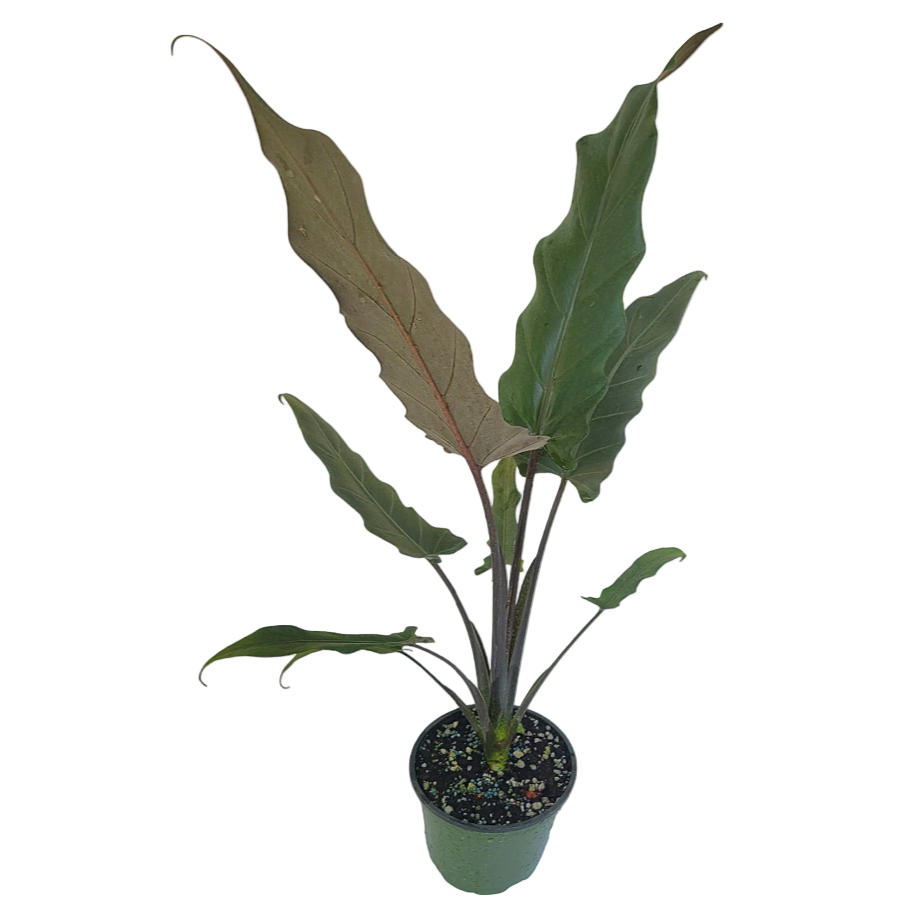 Potted plant with large green leaves on a white background