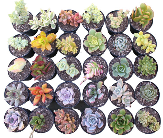 ASSORTED SUCCULENTS 2" POT