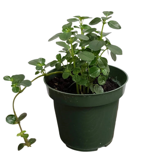 PILEA-BABY TEARS 4" POT