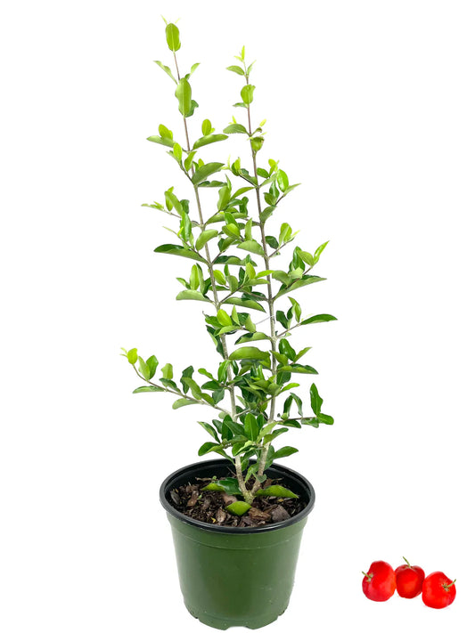 FRUIT-BARBADOS CHERRY 10" POT