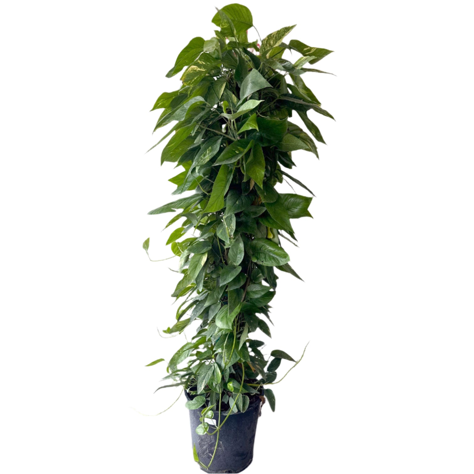 pothos totem plant EPIPREMNUM PINNATUM NEON 5' TOTEM 14" POT – Spacecraft Vapor