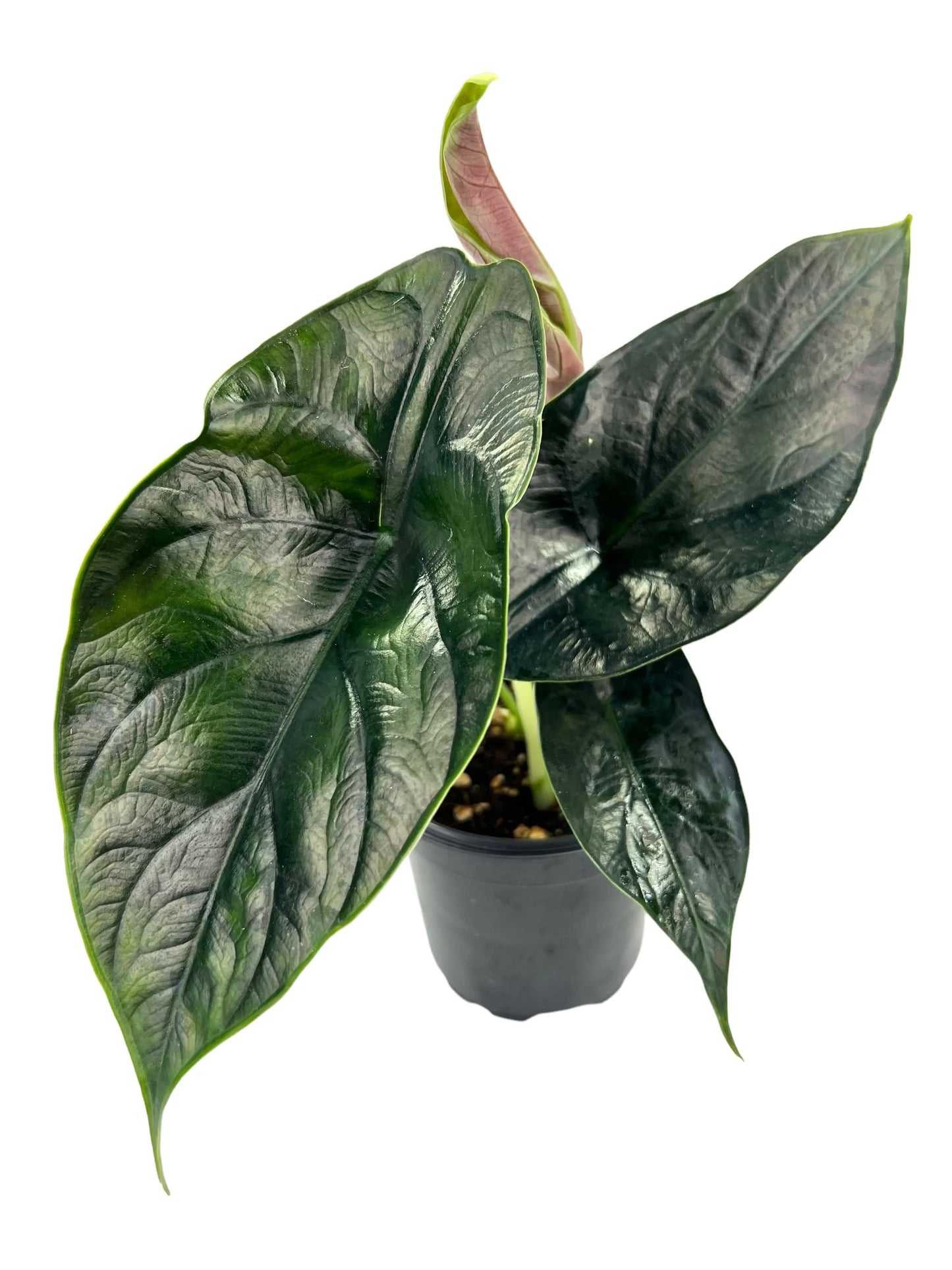 ALOCASIA GREEN UNICORN 4" POT