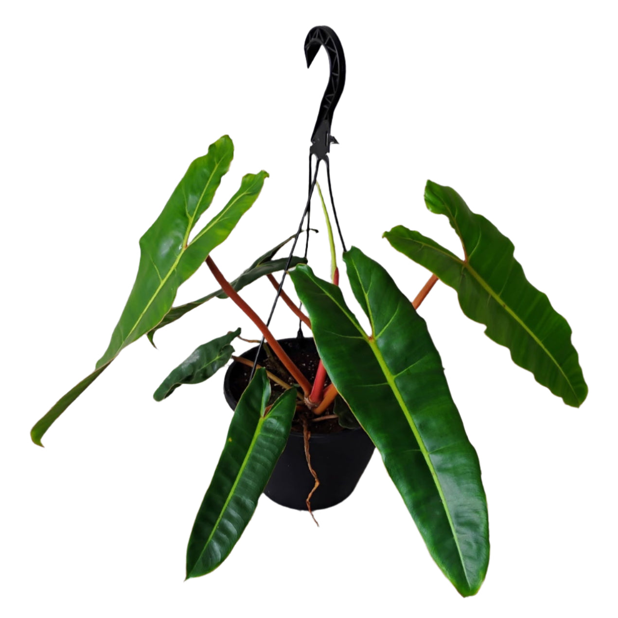 philodendron hb HB-PHILODENDRON BILLIETIAE 8" POT