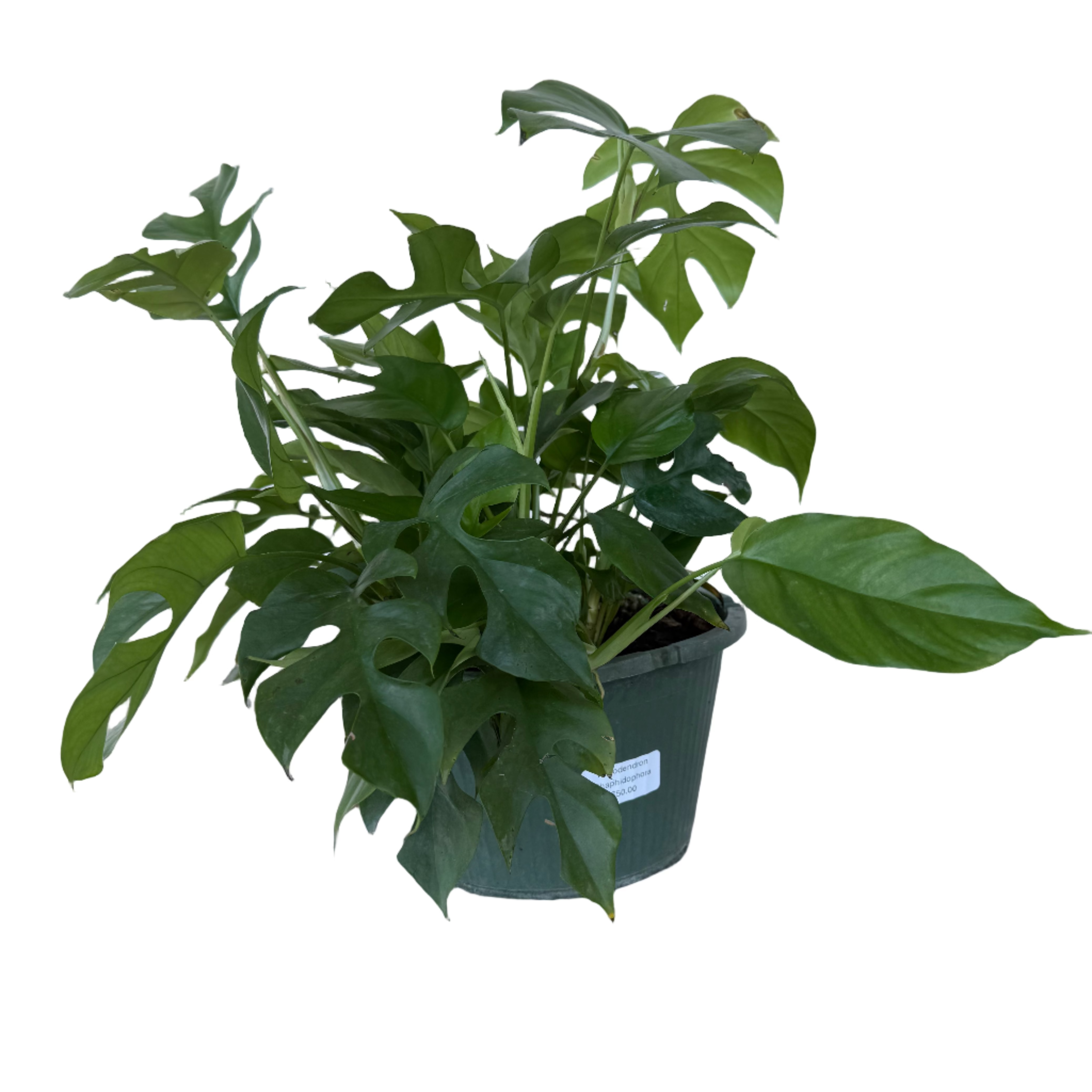 rhaphidophora philodendron PHILODENDRON RHAPHIDOPHORA 10" POT