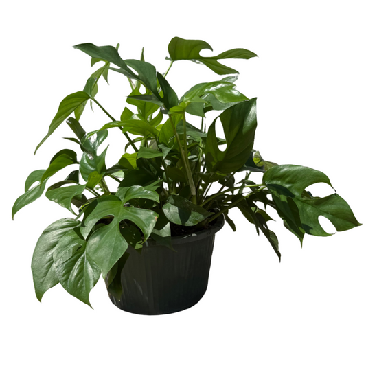 PHILODENDRON RHAPHIDOPHORA 10" POT