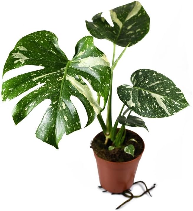 philodendron monstera deliciosa variegata PHILODENDRON-MONSTERA DELICIOSA VARIEGATA 6" POT
