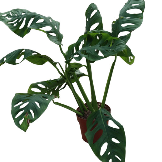 PHILODENDRON MONSTERA ESQUELETOS 10" POT