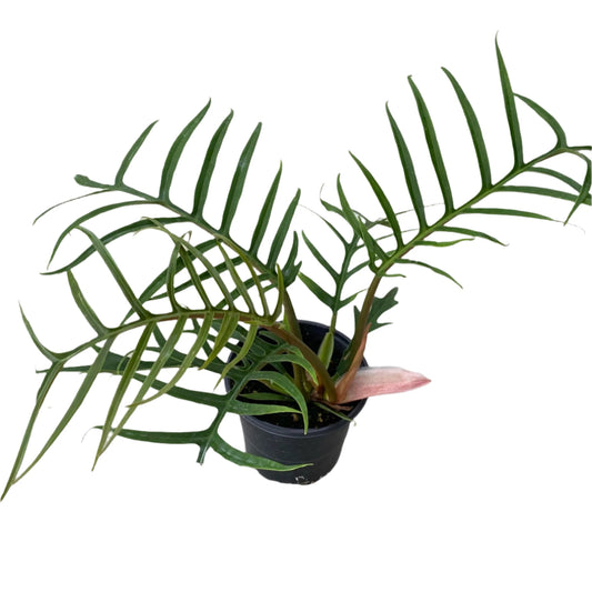 PHILODENDRON TORTUM 4" POT