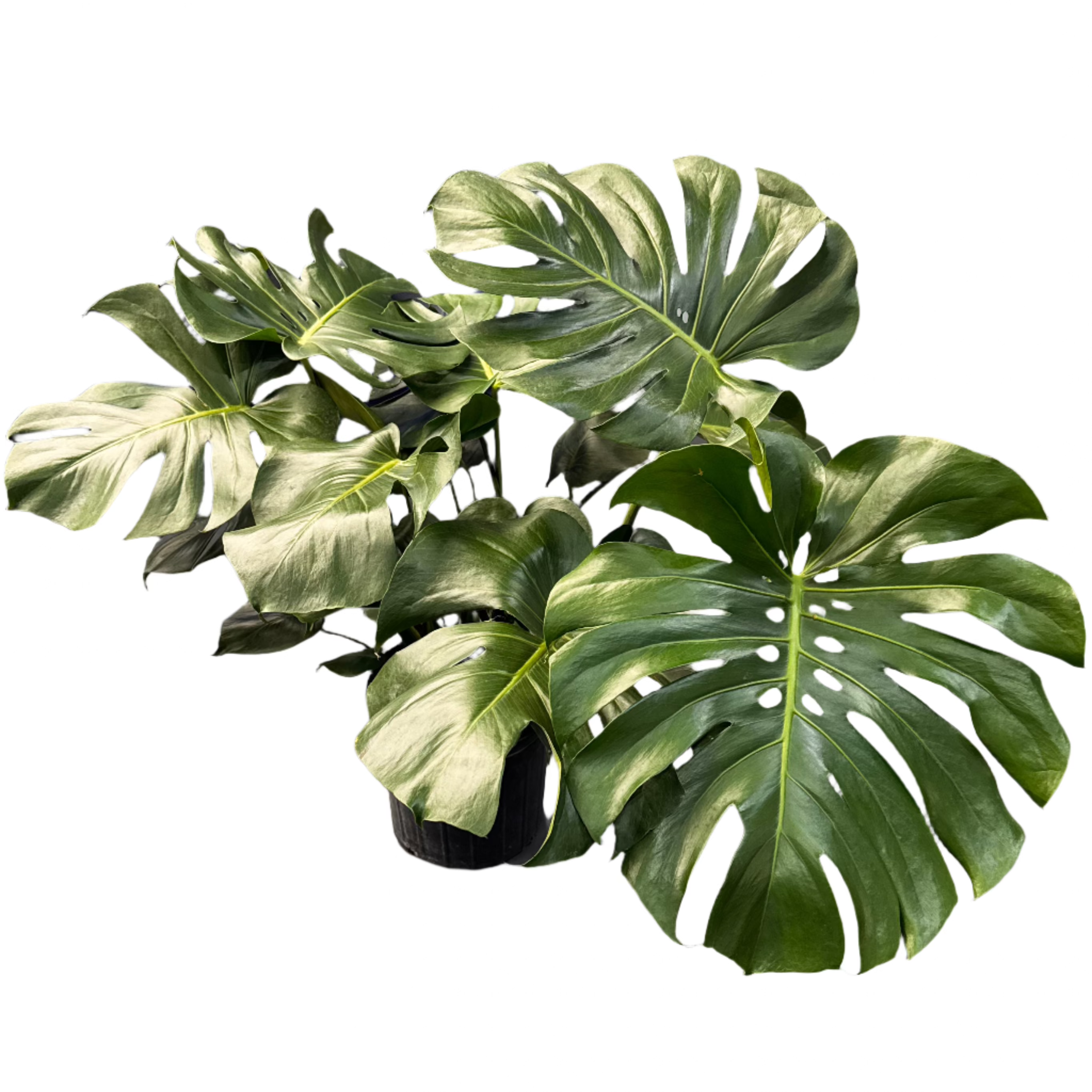 monstera deliciosa 10 in pot PHILODENDRON MONSTERA DELICIOSA 10" POT – Spacecraft Vapor
