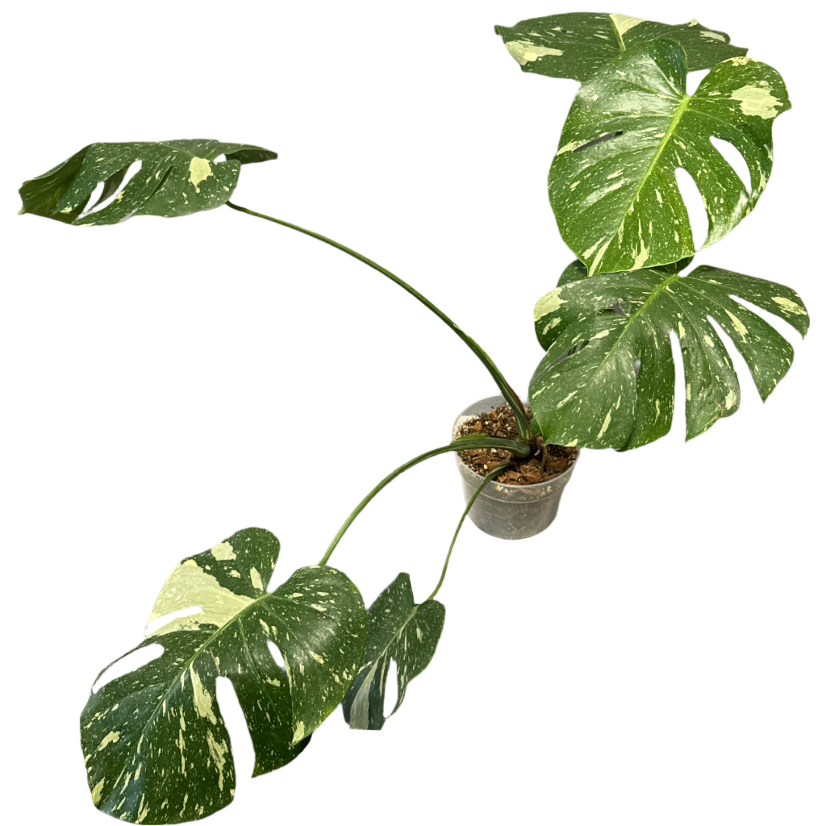 philodendron thai constellation PHILODENDRON MONSTERA THAI CONSTELLATION VARIEGATED 6" POT