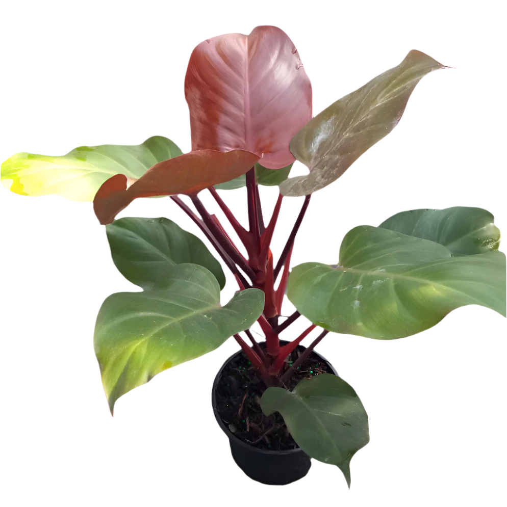 mccolley philodendron PHILODENDRON McCOLLEY 6" POT – Spacecraft Vapor
