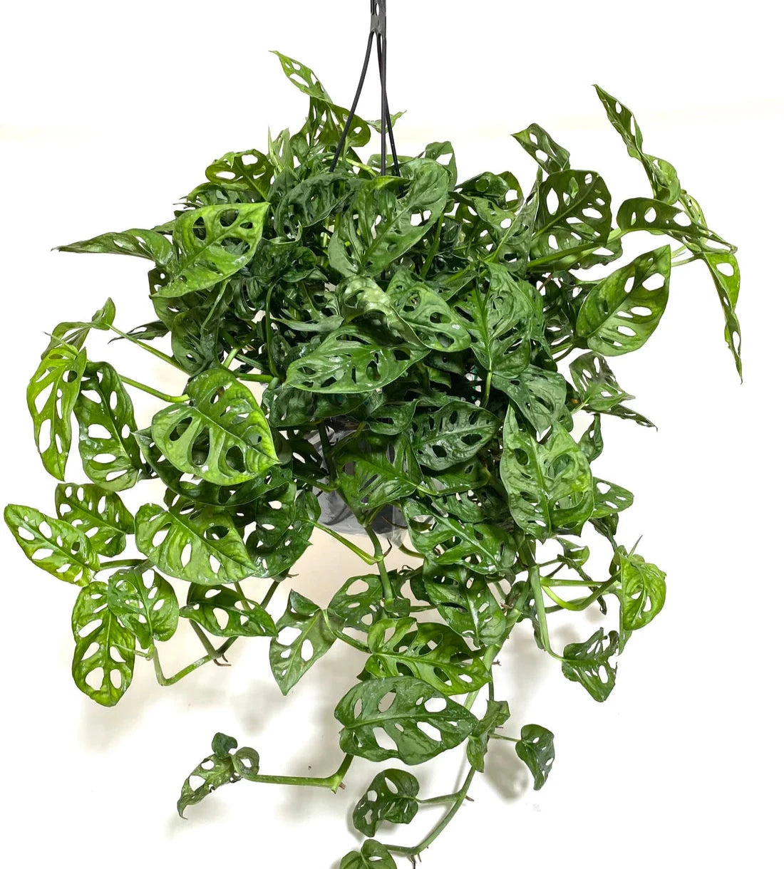 philodendron in hanging basket American Plant Exchange Monstera Adansonii Hanging Basket, 8-Inch, Wide Leaf Swiss Cheese Plant, Live Houseplant