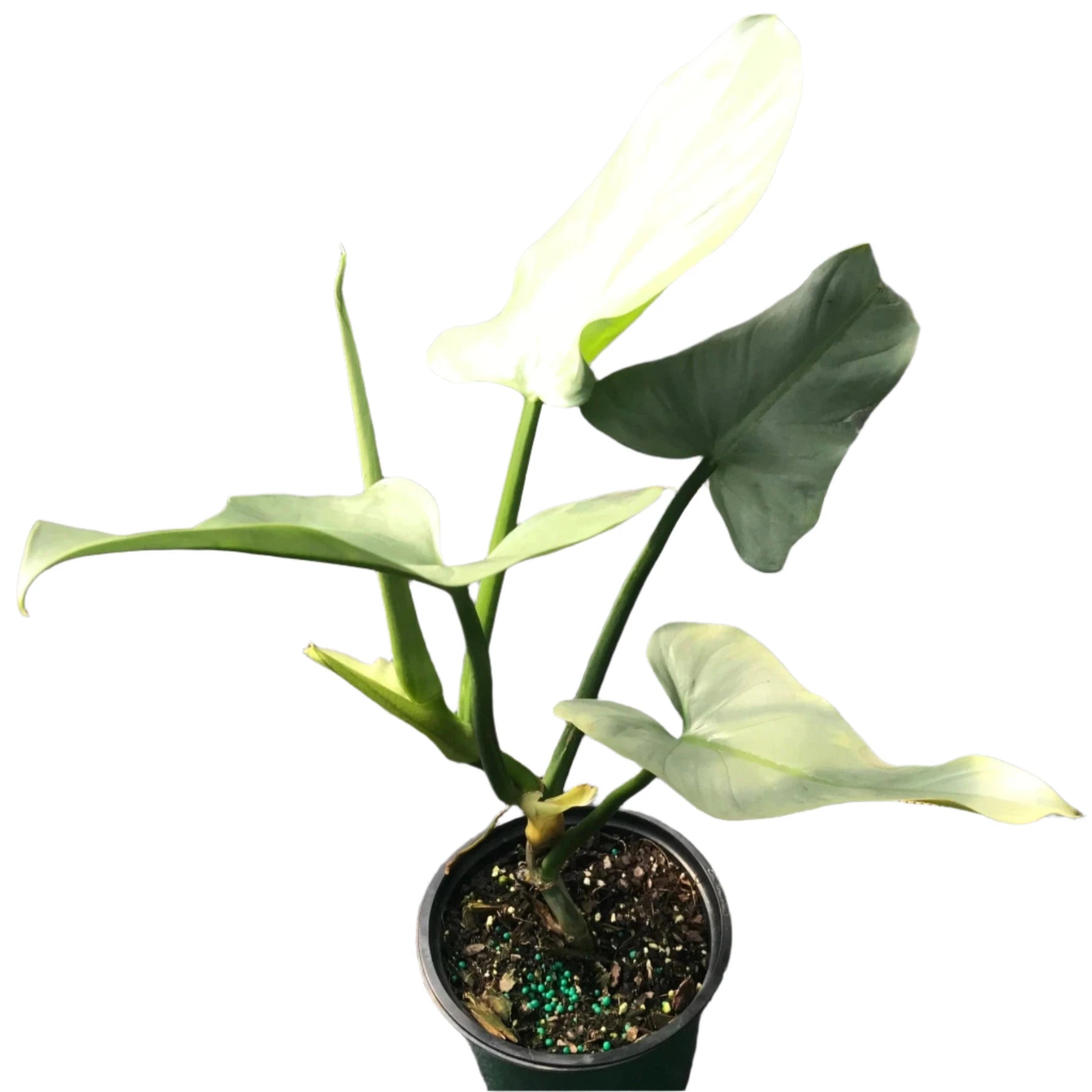 philodendron silver sword moss pole PHILODENDRON SILVER SWORD 6" POT – Spacecraft Vapor