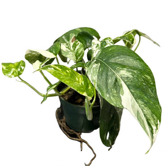 POTHOS EPIPREMNUM PINNATUM ALBO 4" POT