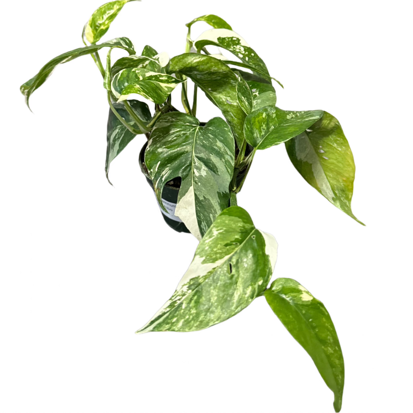 POTHOS EPIPREMNUM PINNATUM ALBO 4" POT