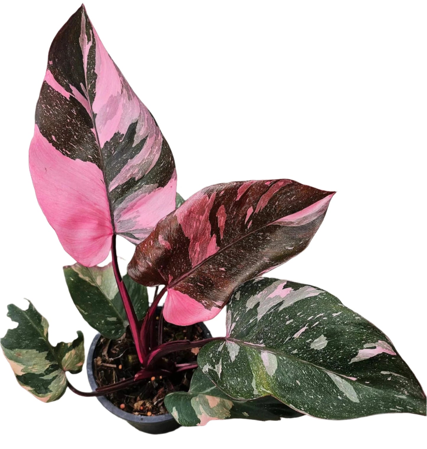 PHILODENDRON BURGUNDY PINK PRINCESS 6" POT