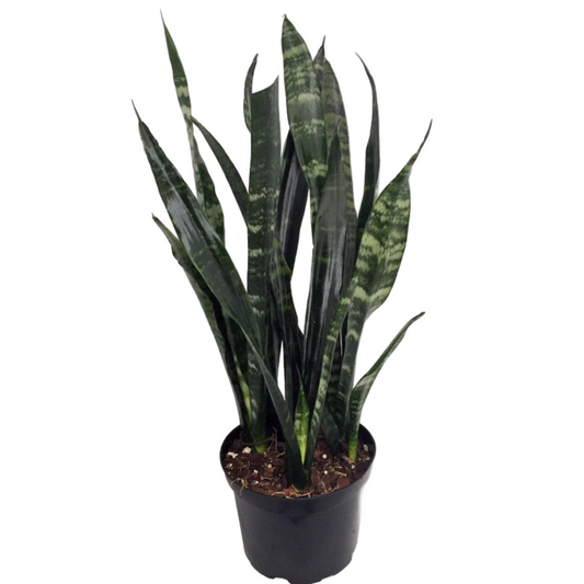 SANSEVIERIA BLACK CORAL 10" POT