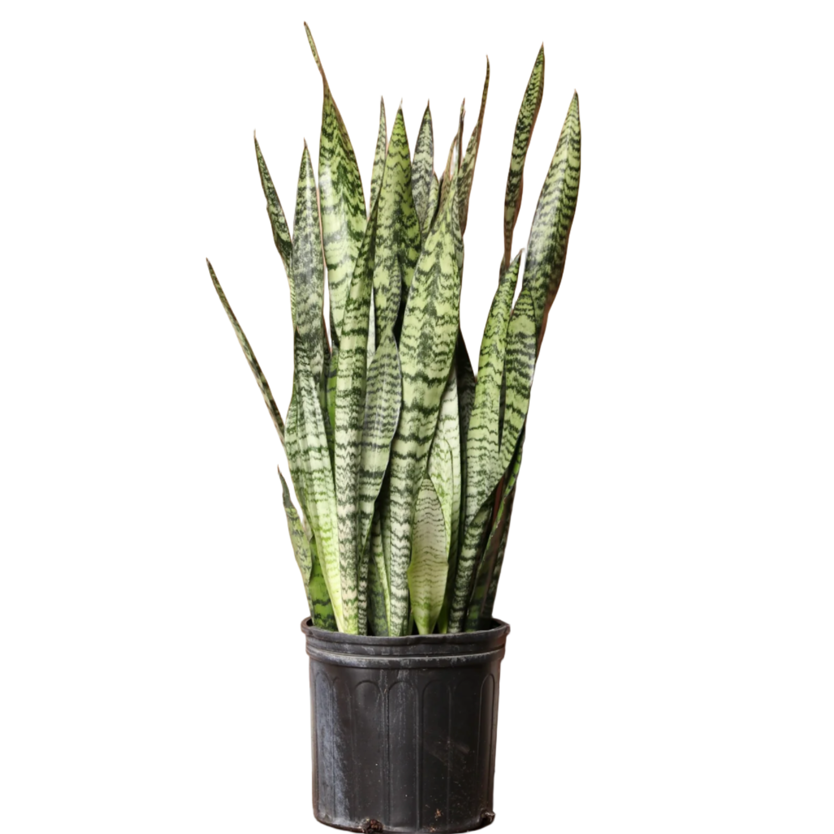 sansevieria winter SANSEVIERIA WINTERGREEN 8" POT – Spacecraft Vapor